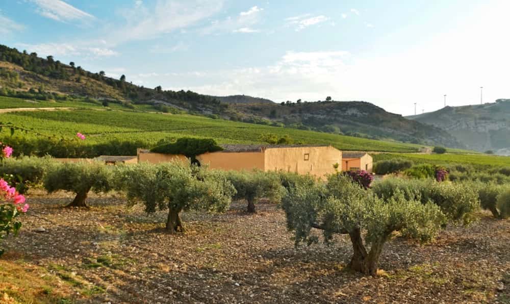 Dégustations de vins et d’huiles d’olive Planeta - Menfi-image-10