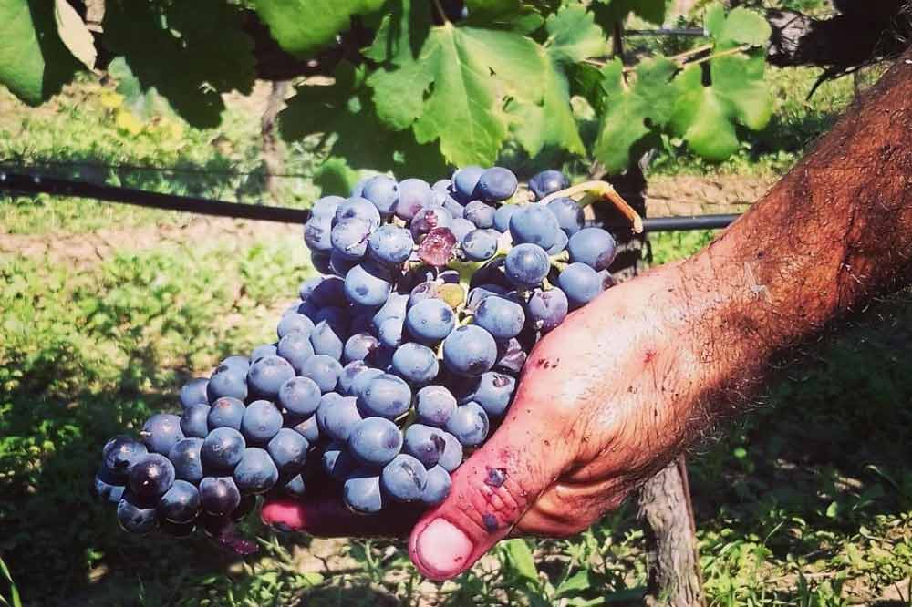 Dégustation de vin dans la cave avec promenade dans le vignoble de l'arrière-pays de Palerme-image-5