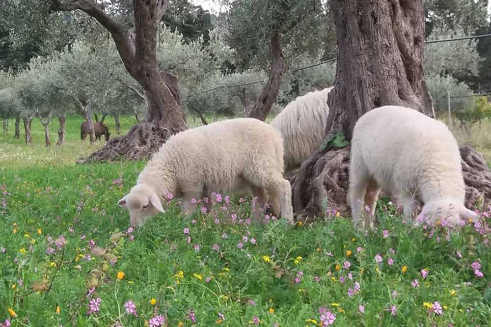 Cours de cuisine en agrotourisme à Agrigente entre oliveraies et vignobles-image-5