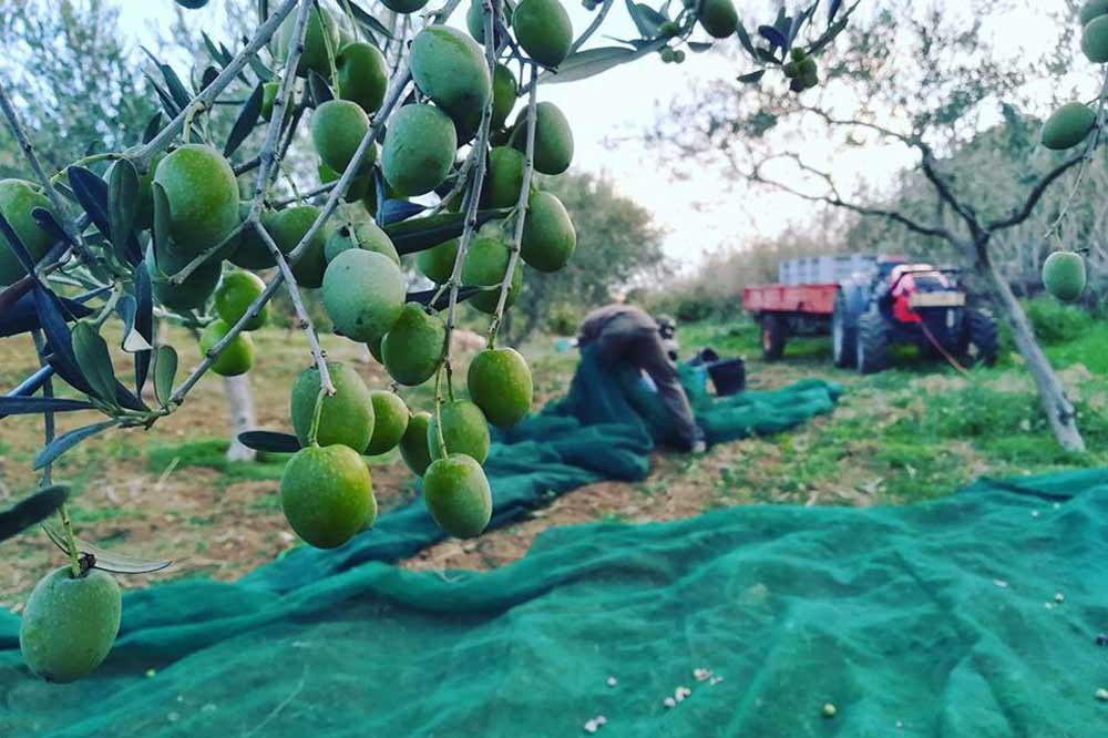 Cours de cuisine en agrotourisme à Agrigente entre oliveraies et vignobles-image-6