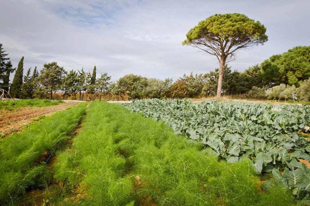 Cours de cuisine en agrotourisme à Agrigente entre oliveraies et vignobles-image-9