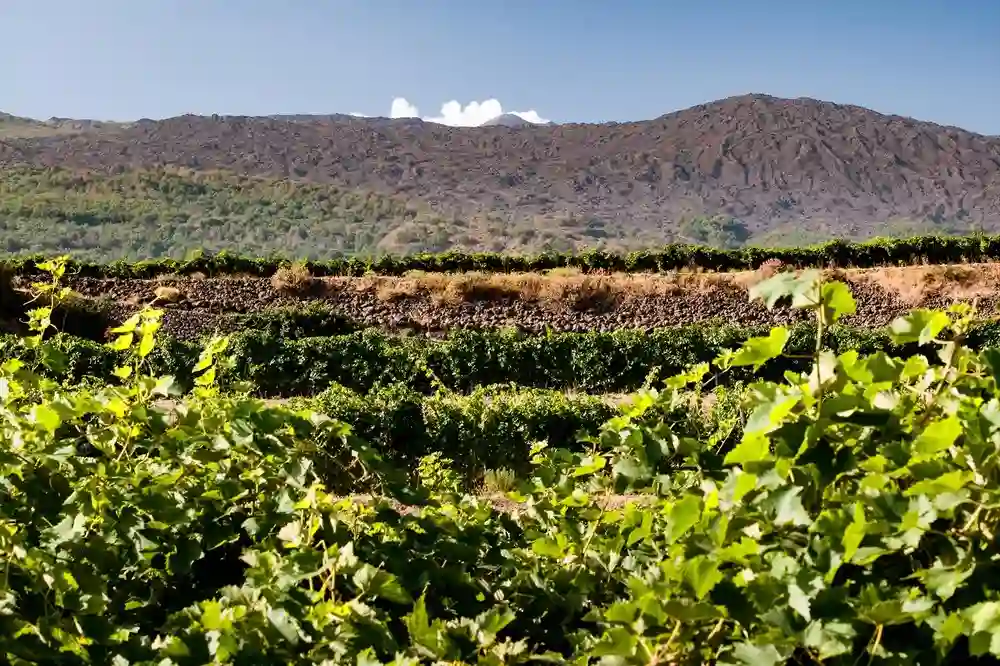 Degustazione di vino e visita in cantina sull'Etna-image-6